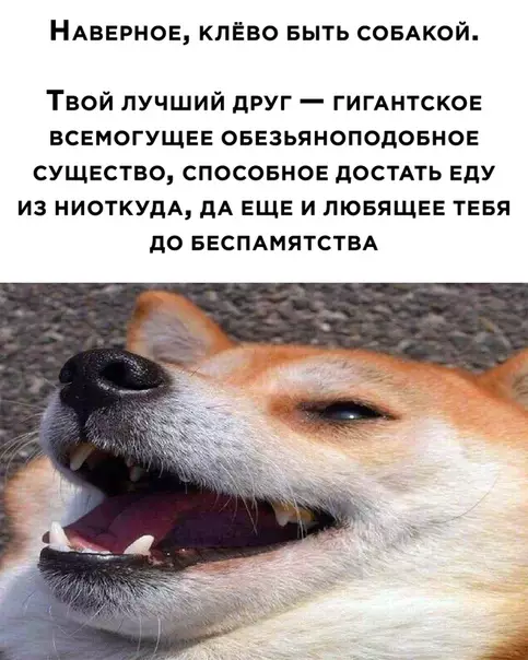 Смешная картинка №533073