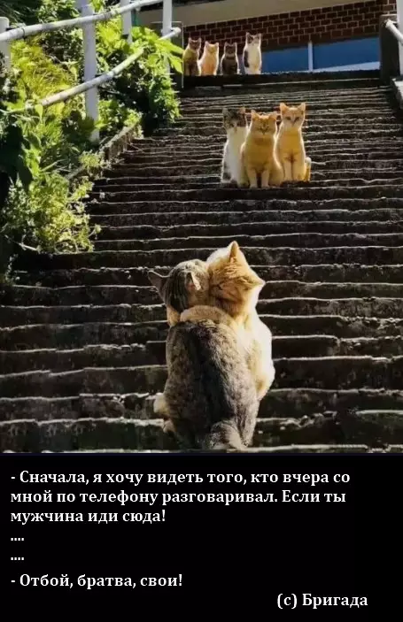Смешная картинка №665889 Бригада. Стрелка. 