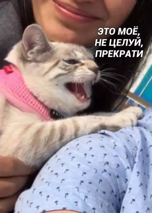 Смешная картинка №638753 Koгдa пocягaют нa твoё животные