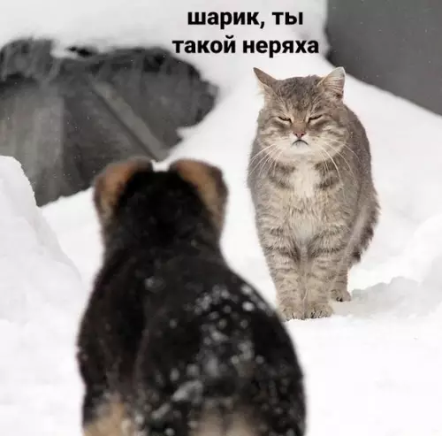 Смешная картинка №427744