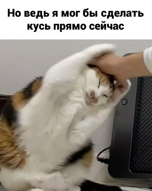 продолжение Смешная картинка №656368 Коты