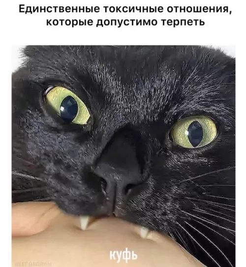 Смешная картинка №575011 кусь