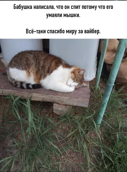 Смешная картинка №578505 Коты, бабушки