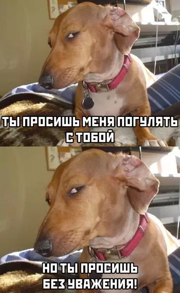 Смешная картинка №487306