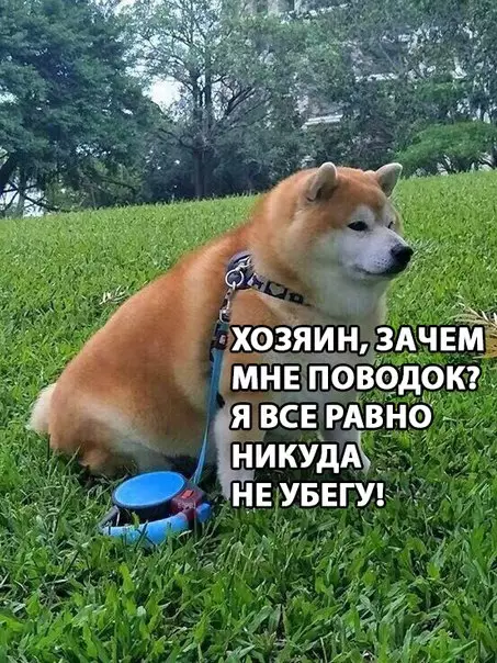 Смешная картинка №279665 собаки