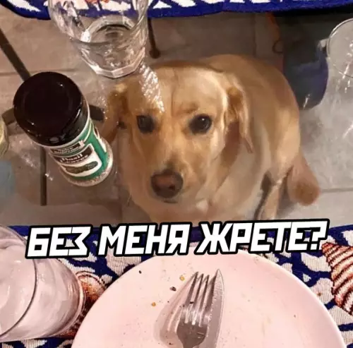 продолжение Смешная картинка №600689 Собаки