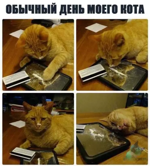 Смешная картинка №308052 коты