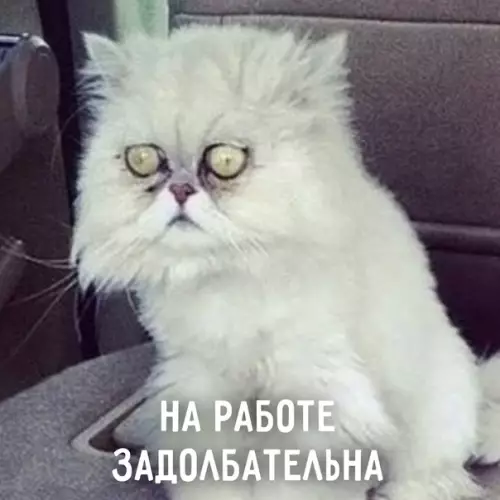 продолжение Смешная картинка №577276 Пять состояний лeтa: