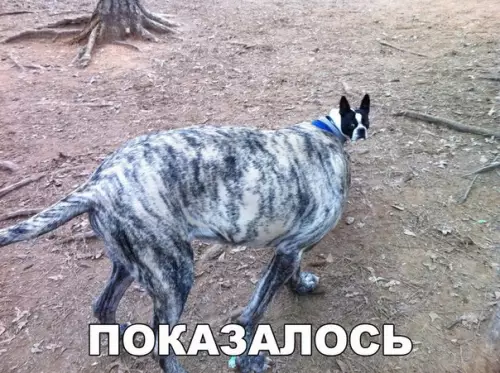Смешная картинка №275043