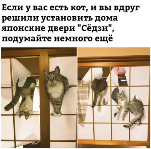 Смешная картинка №267817 Кошки