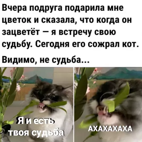Смешная картинка №630179