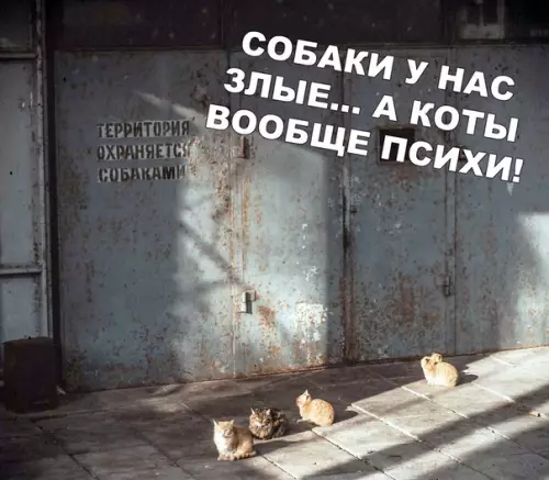 Смешная картинка №404679
