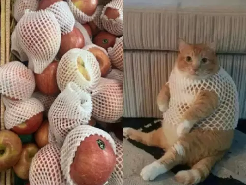 Кошачий уровень защиты: 100 к броне! 🛡️🐱 - 100 к защите