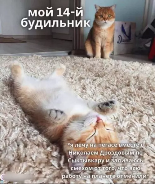 Когда котяра против твоего сна 🐈💤 - мой 14-й будильник я лечу на пегасе вместе с Николаем