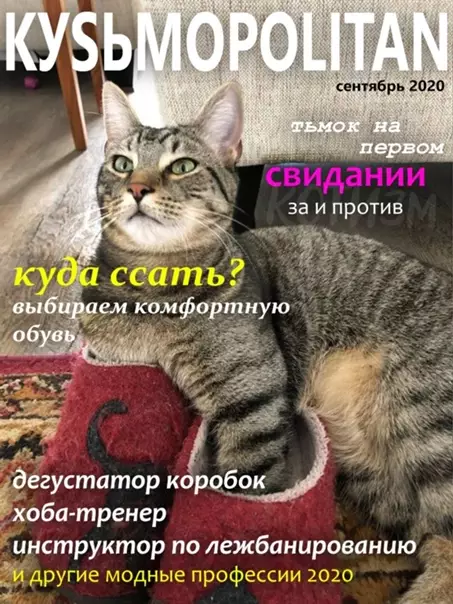 продолжение Смешная картинка №562851 Журналы, которые втайне выписывает твой кот Кошки