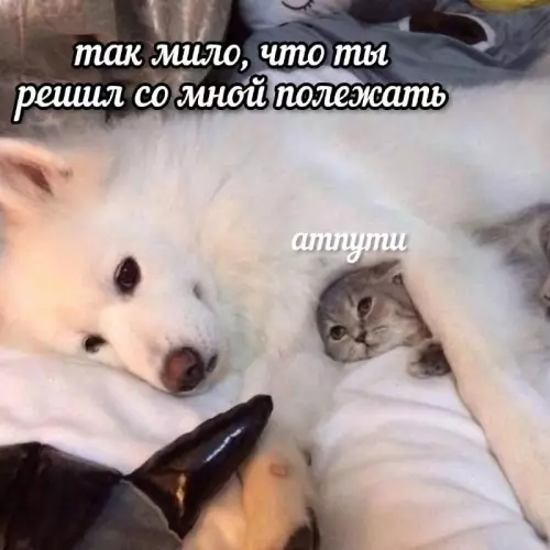 Уровень милоты зашкаливает! 😍🐶🐱 - так мило, что ты решил со мной полежать