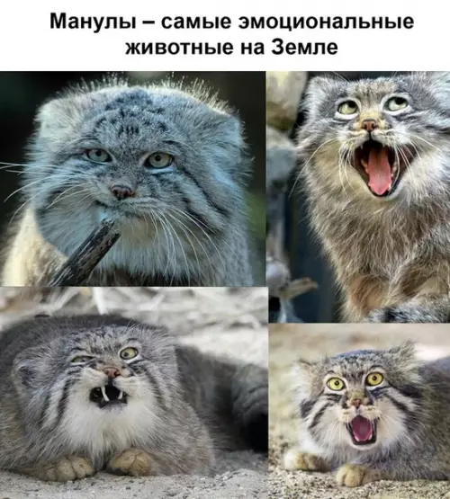 Смешная картинка №518290 Мимика манулов - бесценна.