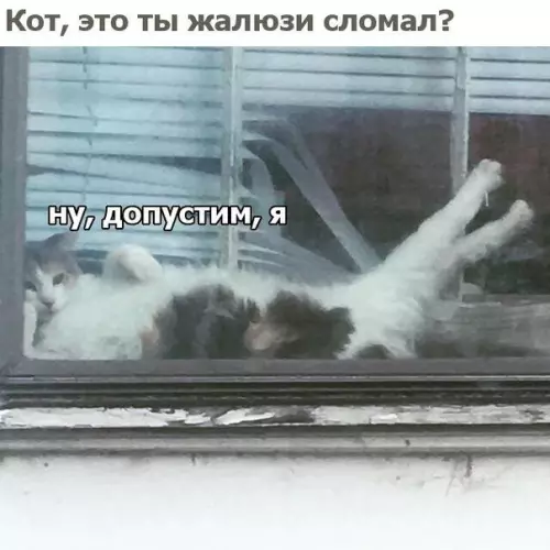 Смешная картинка №238766 коты