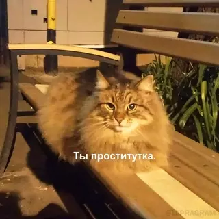 продолжение Смешная картинка №665246