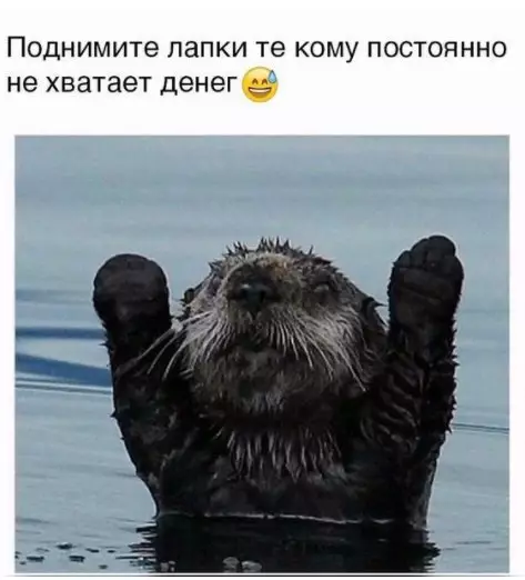 Смешная картинка №235131 деньги, бобер