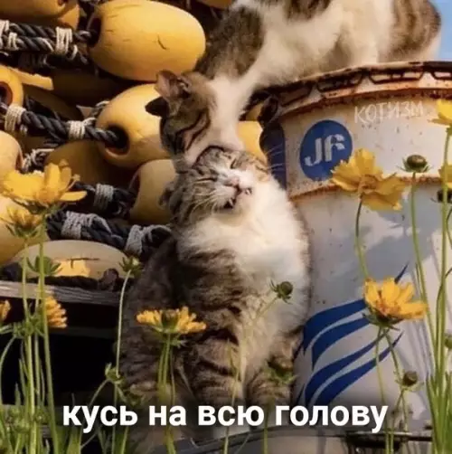 продолжение Смешная картинка №573295 Виды кусь: кошки