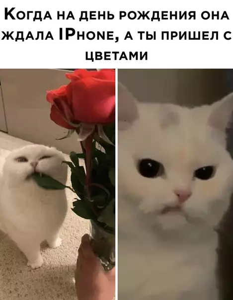 Смешная картинка №529279