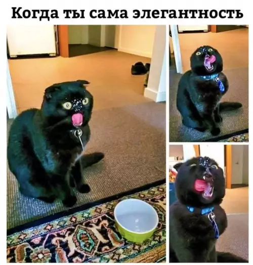 Смешная картинка №267506 коты