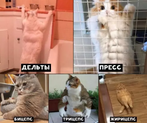 Смешная картинка №497366 Я качаю последнюю группу мышц