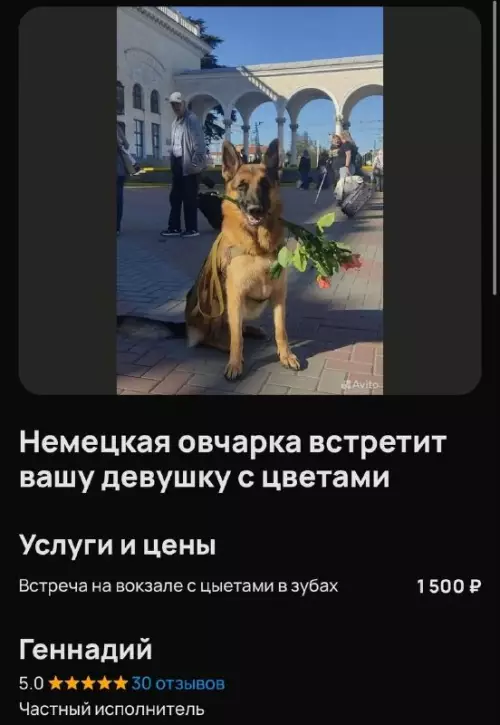 Смешная картинка №821568 Но зачем Объявления