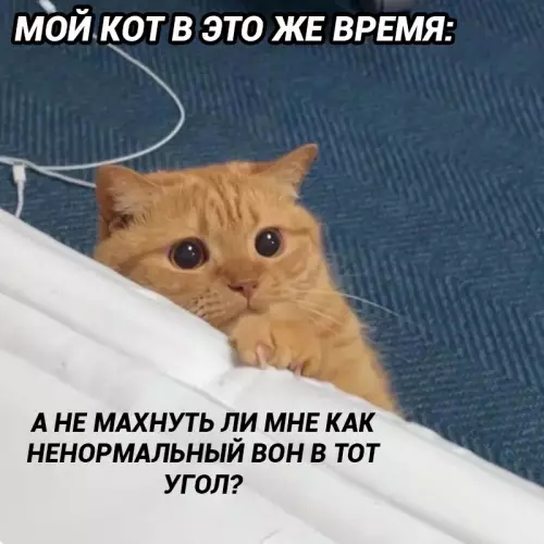 продолжение Смешная картинка №773378