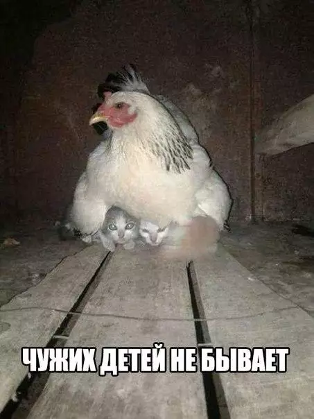 Смешная картинка №177499