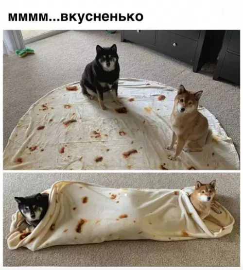 Смешная картинка №472612 Когда твой хозяин из Кореи