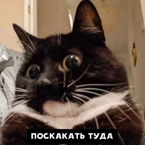 Смешная картинка №421978 Koшaчья зимa: