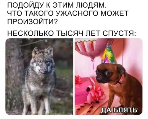 Смешная картинка №320598 животные