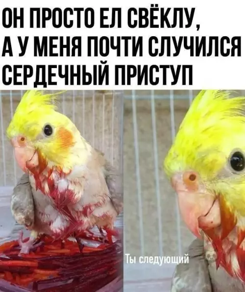 Смешная картинка №605796 Попка Кровавый ?