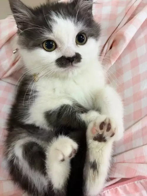 продолжение Тот самый джентльмен, которого ты искал 🐈🎩 - Выпьем за любовь