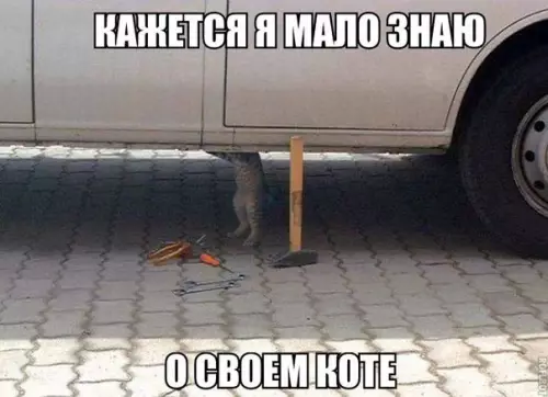 Смешная картинка №174431 кот, машина