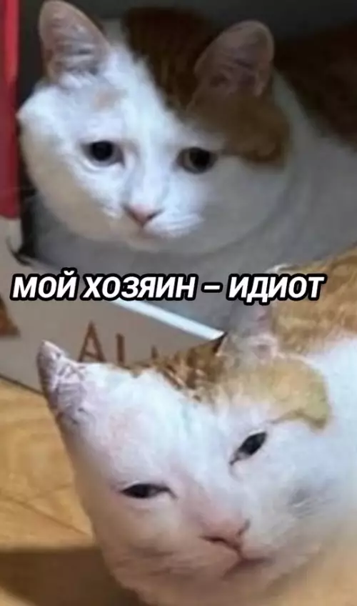продолжение Смешная картинка №771236 Похож