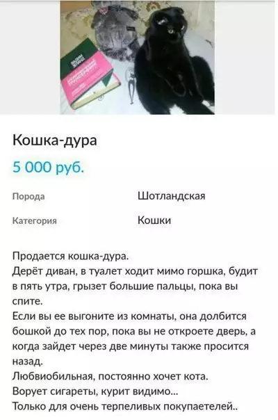 Смешная картинка №221576 кошки