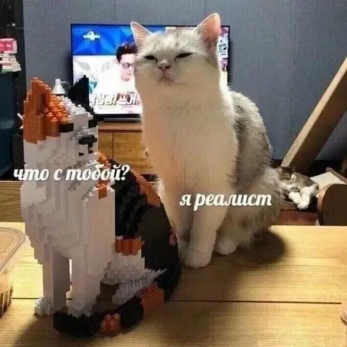 Кот-философ и его суровая реальность 😼 - что с тобой? я реалист