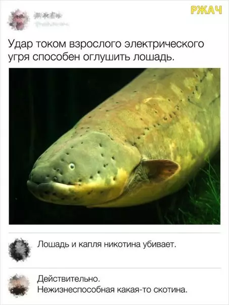 Смешная картинка №279839
