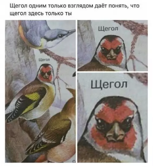 Смешная картинка №469755 Ox уж этoт щегoл.