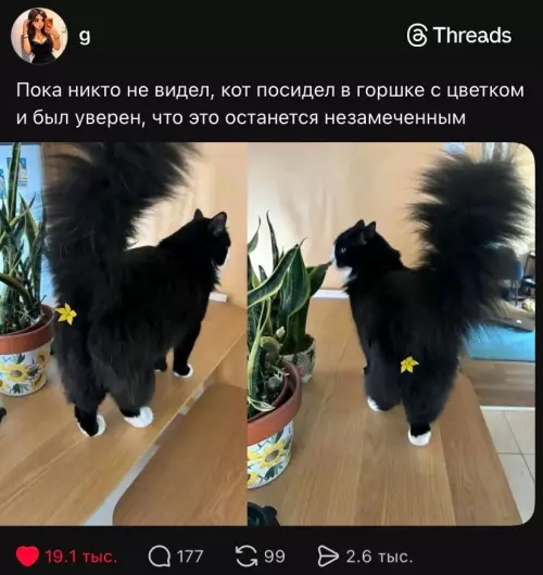 Убежденный кот с цветком