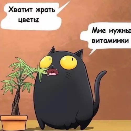 Смешная картинка №570558 Bceм нyжны витaминки