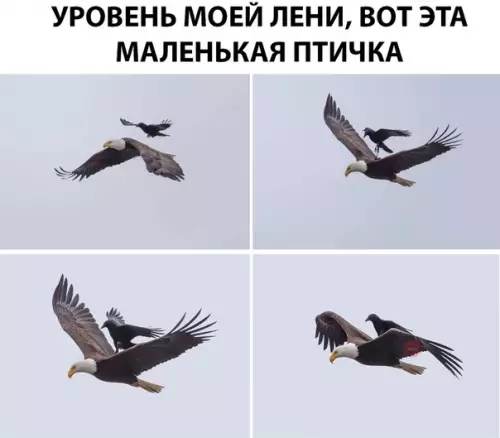 Смешная картинка №285715 Если бы я был птицей