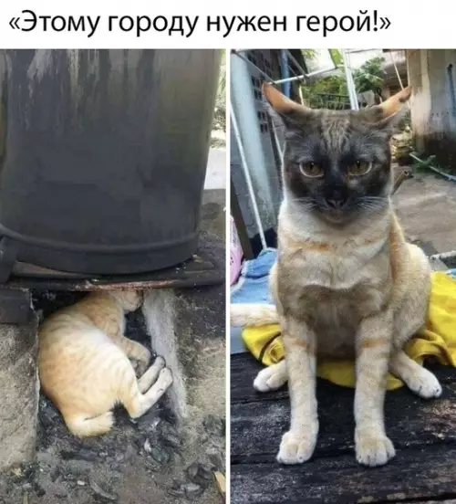 Смешная картинка №493867 коты