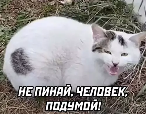 продолжение Смешная картинка №593598 Кошки