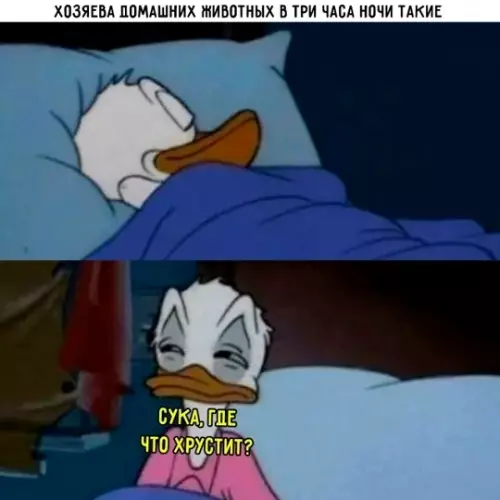 Смешное ночное беспокойство