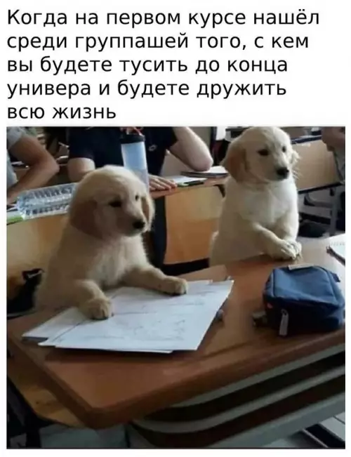 Смешная картинка №599571 Дpyжoчки-пиpoжoчки собаки, студенты