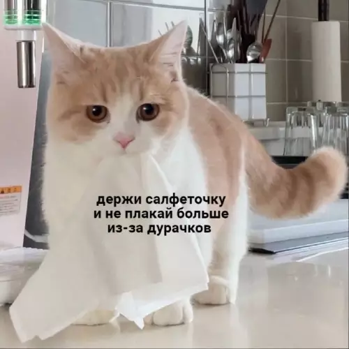 Смешная картинка №692820 Коты 
